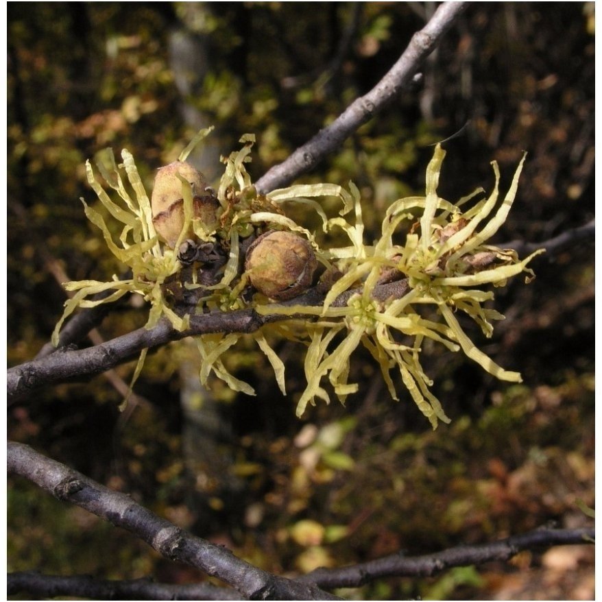 Hamamelis sodinis C10 1