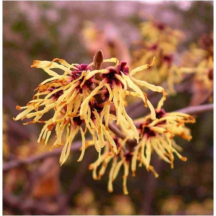 Hamamelis sodinis C10 4