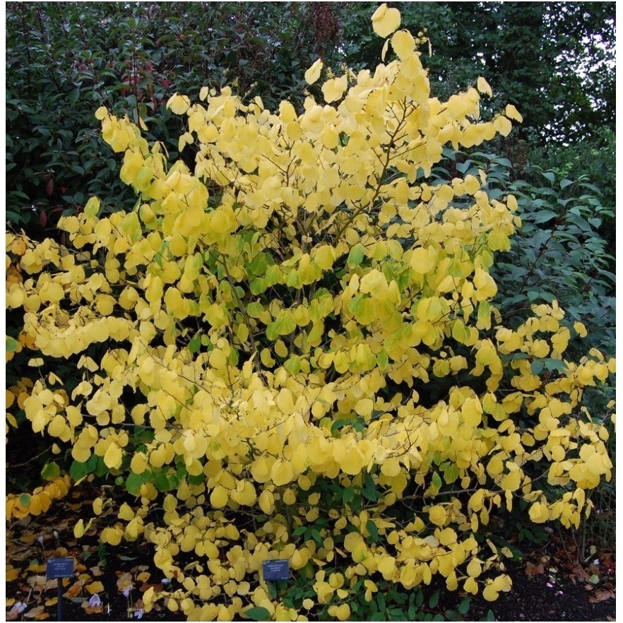 Hamamelis sodinis C10