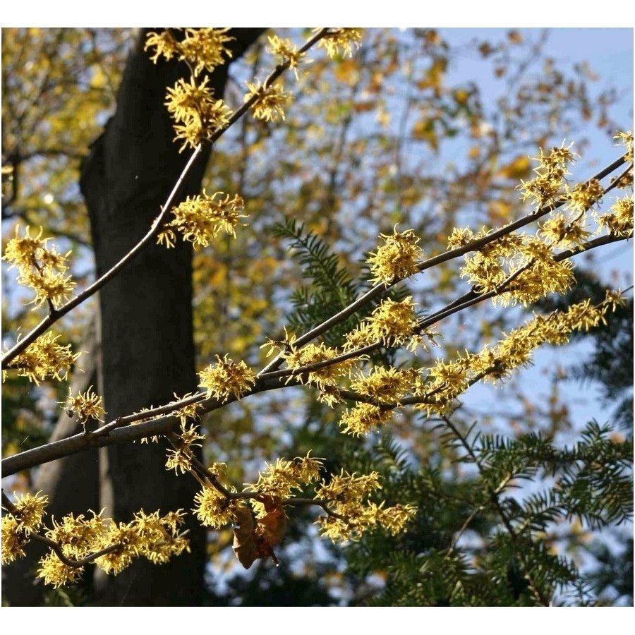Hamamelis sodinis C10 3
