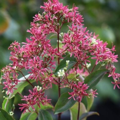 Heptacodium miconioides C5