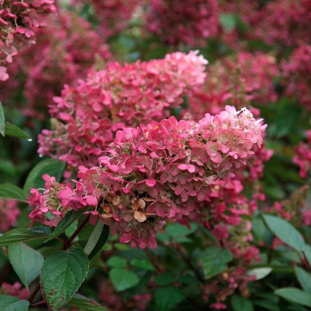 Hydrangea ,PINK LADY' C10 1