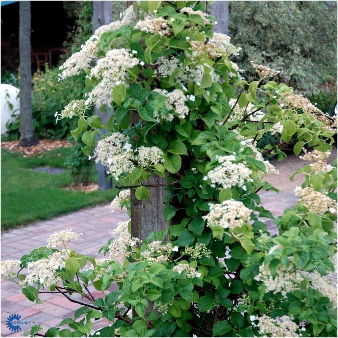 Climbing Hydrangea C10 1 Climbing Hydrangea C10 1