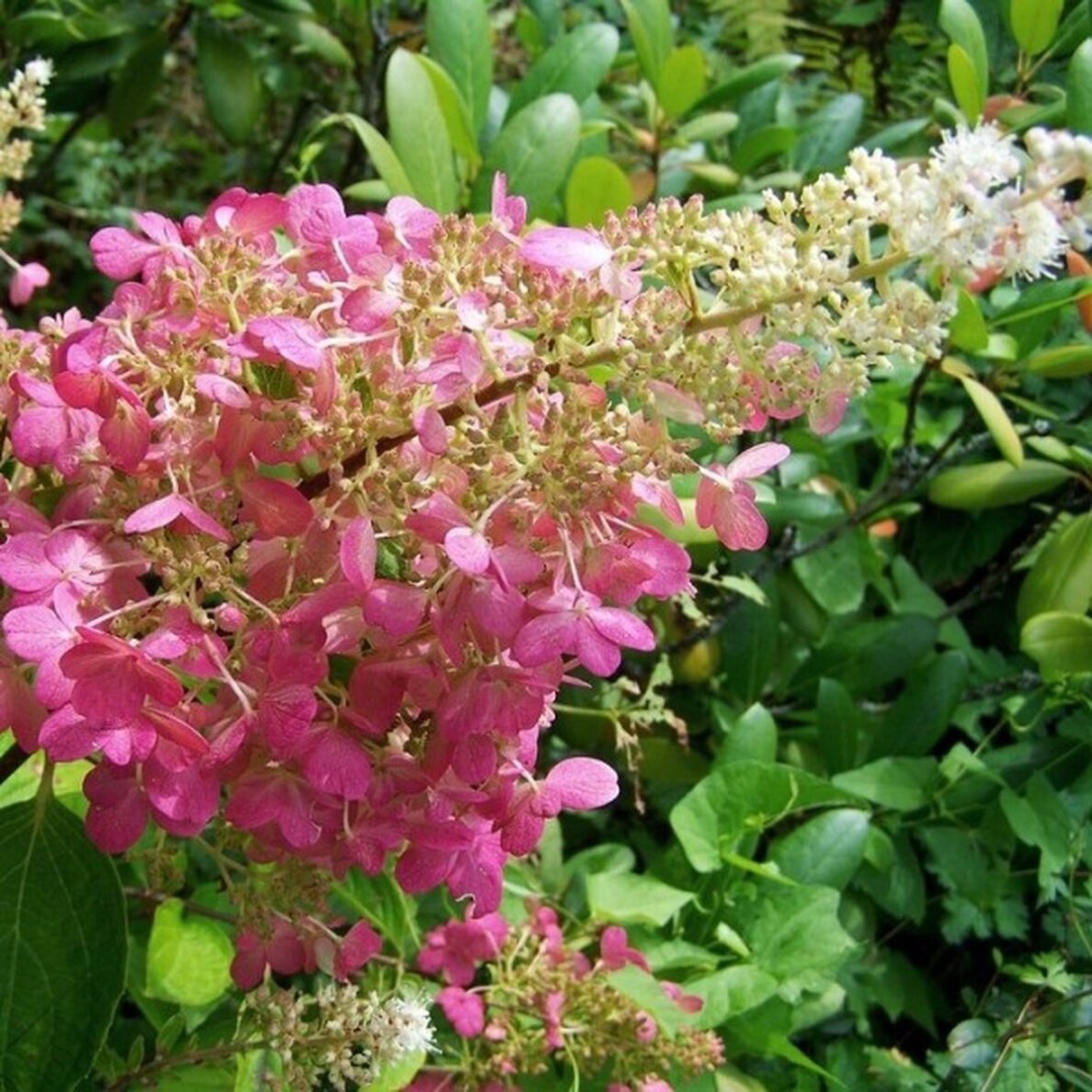 Hydrangea ,PINK LADY' C10 Hydrangea ,PINK LADY' C10