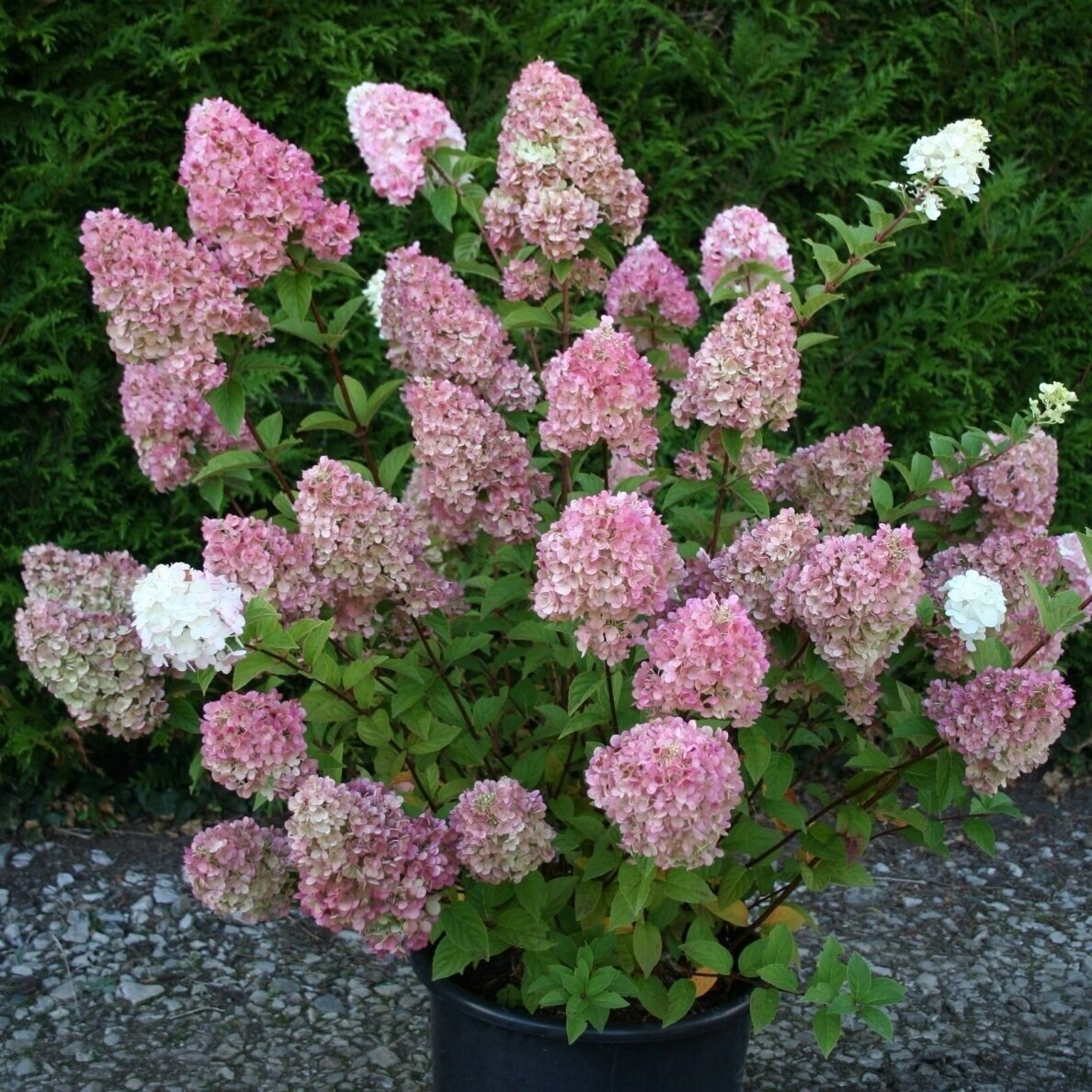 Hydrangea 'Sundae Fraise' C10 1