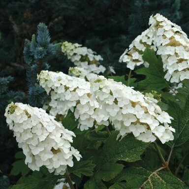Hydrangea Oakleaf 'Snow Queen', C10