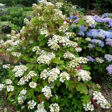 Oak Leaf Hydrangea 'Tennessee Clone', C10
