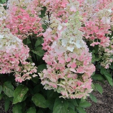 Hydrangea 'Candlelight' C10