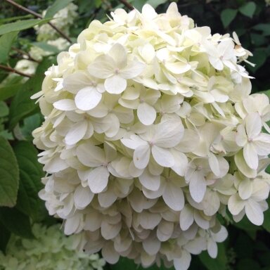 Hortenzija šluotelinė 'Grandiflora' C10