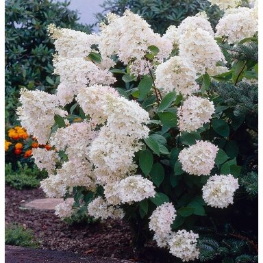 Hortenzija šluotelinė 'Grandiflora' C5