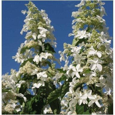 Hortenzija šluotelinė 'Levana' C5