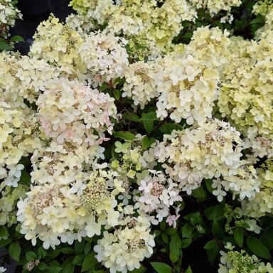 Hortenzija šluotelinė 'Petite Star' C5