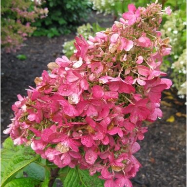Hortenzija šluotelinė 'Pink Diamond' C5
