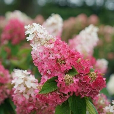 Hortenzija šluotelinė 'PINKY WINKY' (ant stiebo) C10, Pa