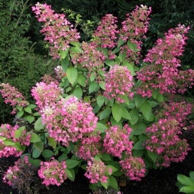 Hortenzija šluotelinė 'Ruby' C2