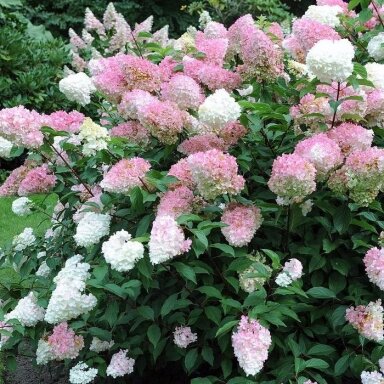 Hydrangea 'Vanille Fraise' C10