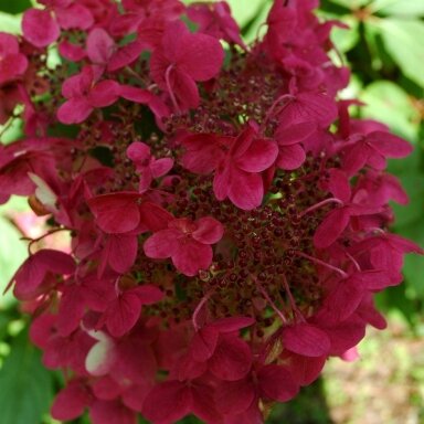Hortenzija šluotelinė 'Wim's Red' C10
