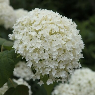 Smooth hydrangea 'Annabelle' C5
