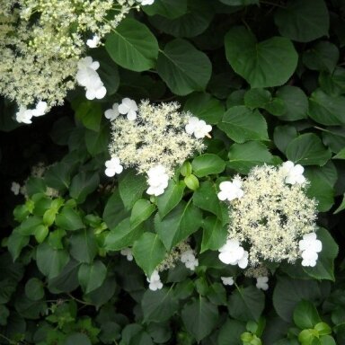 Hortenzija laipiojančioji 'Cordifolia' C2