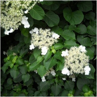 Hortenzija laipiojančioji 'Cordifolia' C10