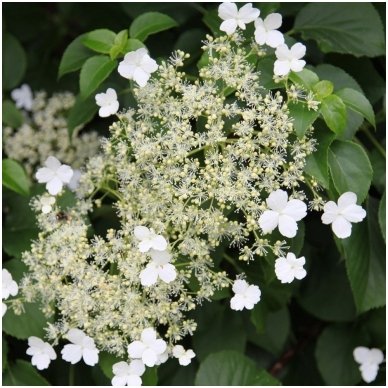 Climbing Hydrangea C10 Climbing Hydrangea C10