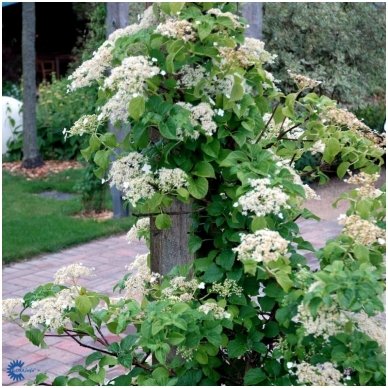 Climbing Hydrangea C10 1 Climbing Hydrangea C10 1