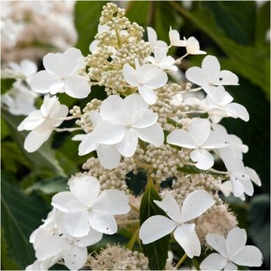 Hydrangea ,PINK LADY' C10 2