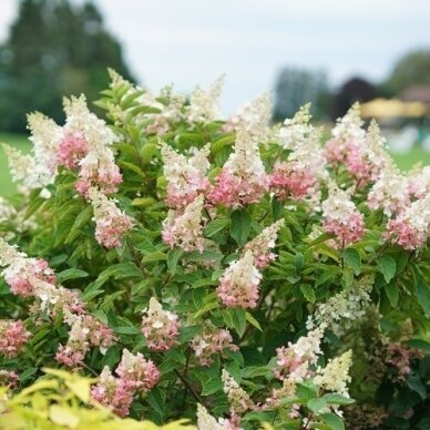 Hydrangea 'PINKY WINKY' C10 1