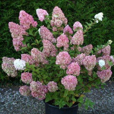 Hydrangea 'Sundae Fraise' C10 1 Hydrangea 'Sundae Fraise' C10 1