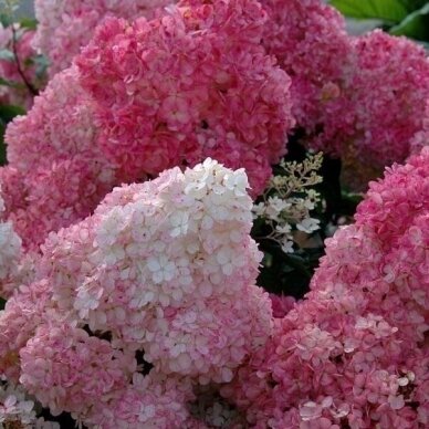 Hydrangea 'Sundae Fraise' C10 2 Hydrangea 'Sundae Fraise' C10 2