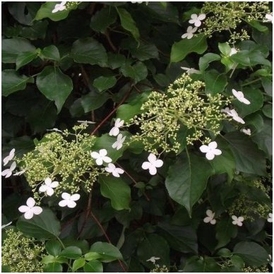 Hortenzija laipiojančioji 'Cordifolia' C2 1 Hortenzija laipiojančioji 'Cordifolia' C2 1