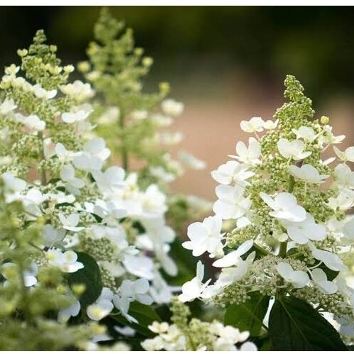 Hortenzija šluotelinė 'Tardiva' C10 Hortenzija šluotelinė 'Tardiva' C10
