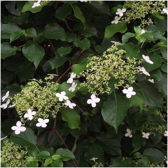 Hortenzija laipiojančioji 'Cordifolia' C2 1 Hortenzija laipiojančioji 'Cordifolia' C2 1