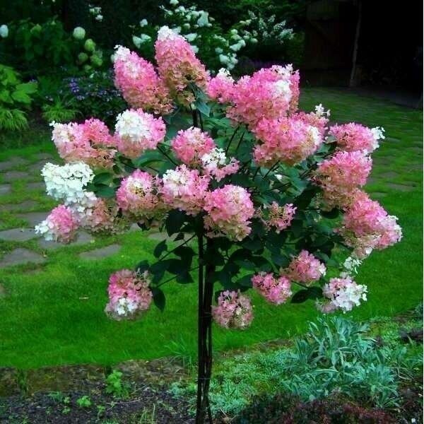 Hydrangea 'Vanille Fraise' C20, Pa