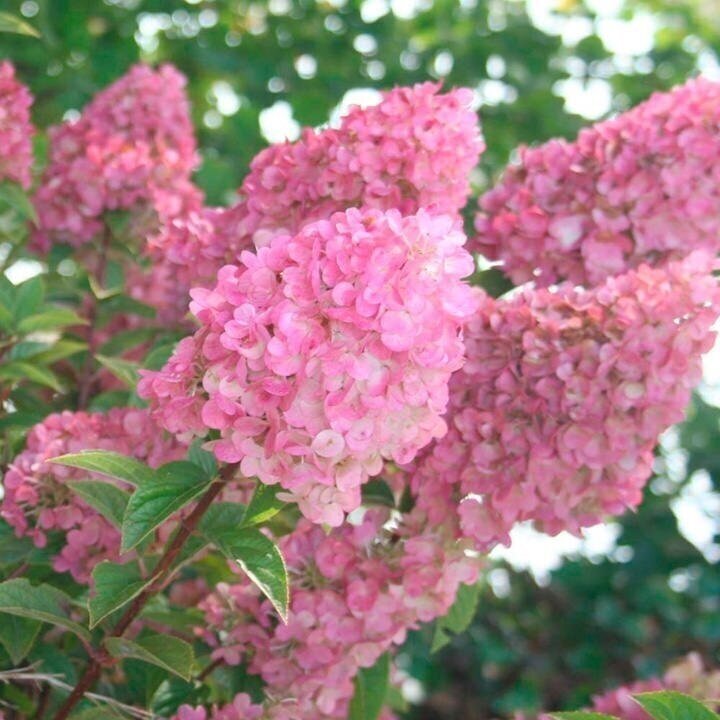 Hydrangea 'Sundae Fraise' C10