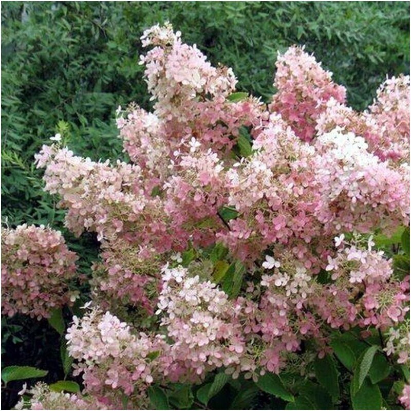Hydrangea ,PINK LADY' C10 3
