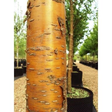 Ieva Makio 'AMBER BEAUTY' C10