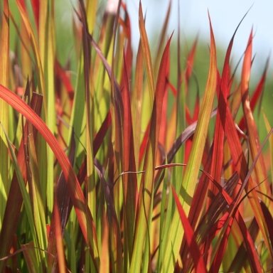 Imperata rytinė 'Red Baron' C2