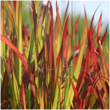 Imperata rytinė 'Red Baron' C2 Imperata rytinė 'Red Baron' C2