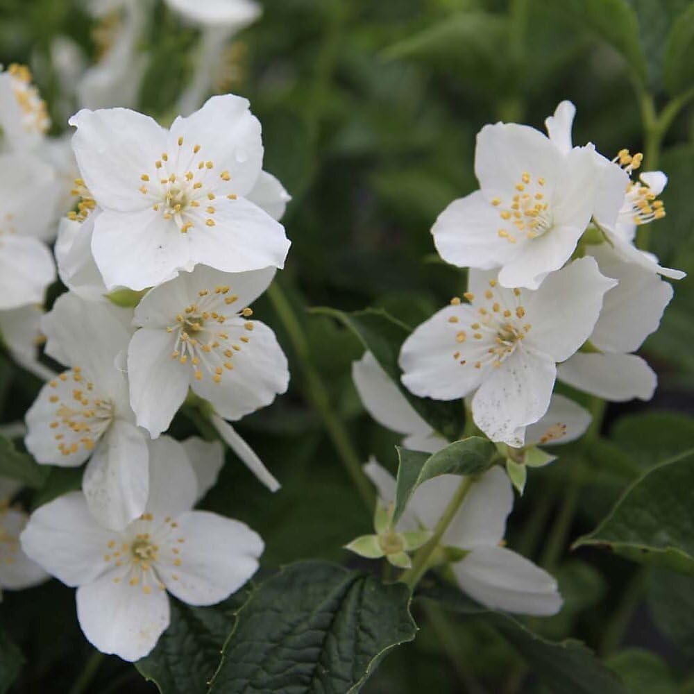 Mock orange C10