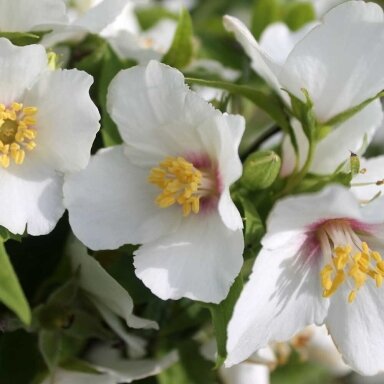 Mock orange 'Belle Etoile' C5