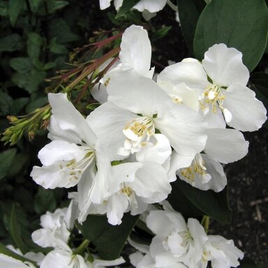 Mock orange 'Dame Blanche' C2