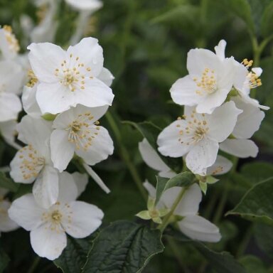Mock orange C10