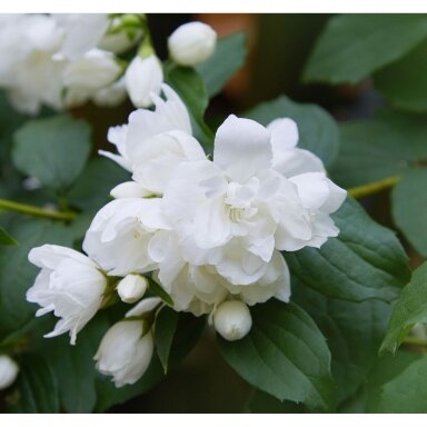 Mock orange 'Manteau d'Hermine' C2
