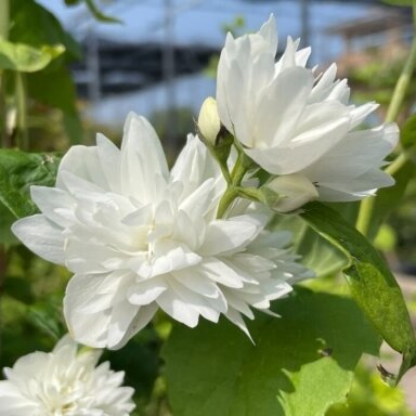 Mock orange 'Minnesota Snowflake' C2
