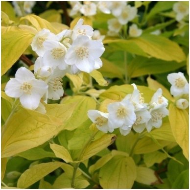 Mock orange 'Aureus' C5 Mock orange 'Aureus' C5