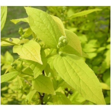 Mock orange 'Aureus' C5 1 Mock orange 'Aureus' C5 1