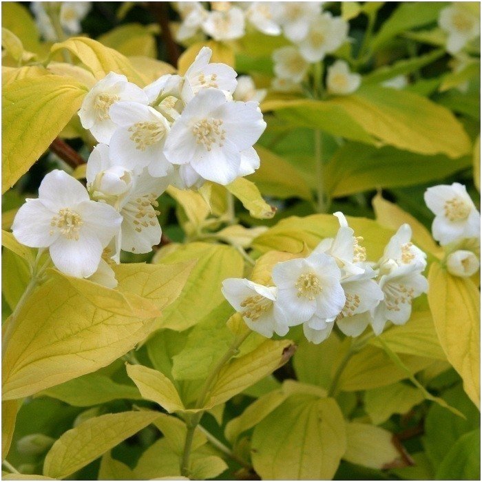 Mock orange 'Aureus' C5 Mock orange 'Aureus' C5