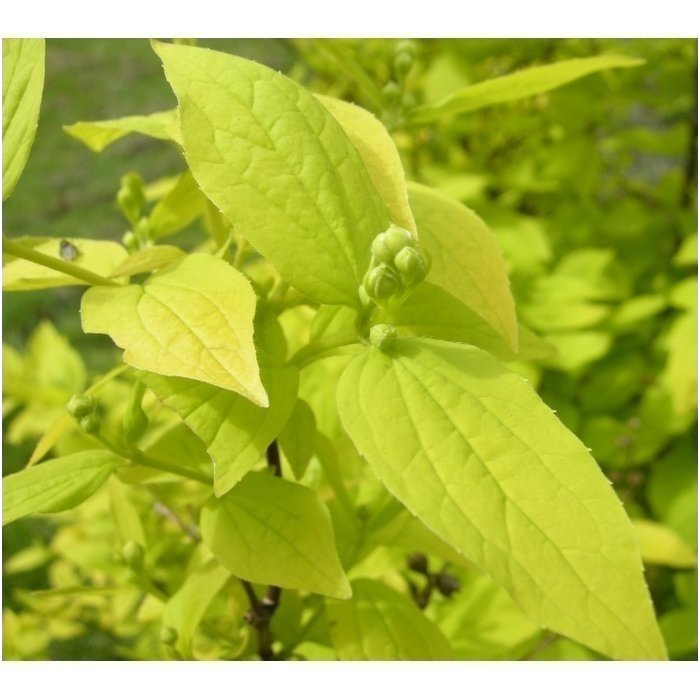 Mock orange 'Aureus' C5 1 Mock orange 'Aureus' C5 1
