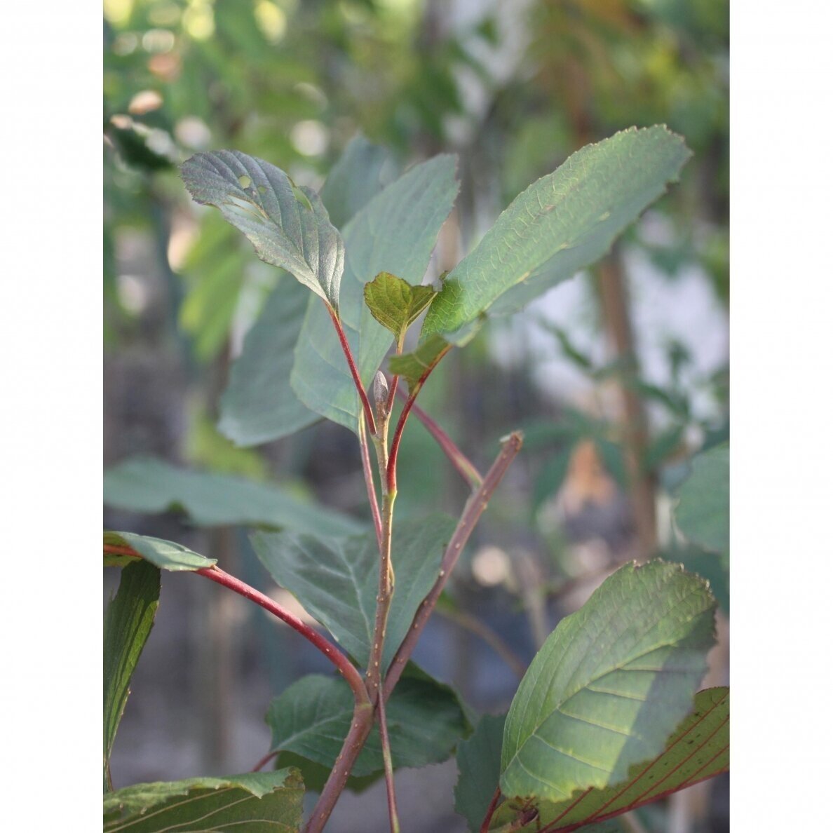 Juodalksnis 'Rubrinervia', C5 Juodalksnis 'Rubrinervia', C5